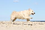 GOLDEN RETRIEVER 486